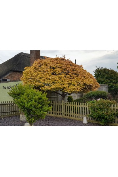 Клен псевдоплатоновый Бриллиантиссимум